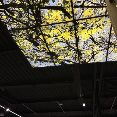 CIEL DE TOIT GMS 2