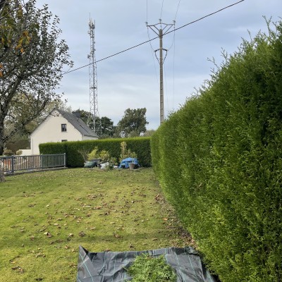 Taille de haie 1