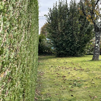 Taille de haie 2
