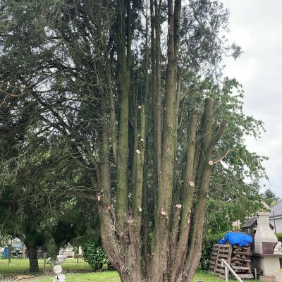 Différente prestation d'entretien en espaces verts 1
