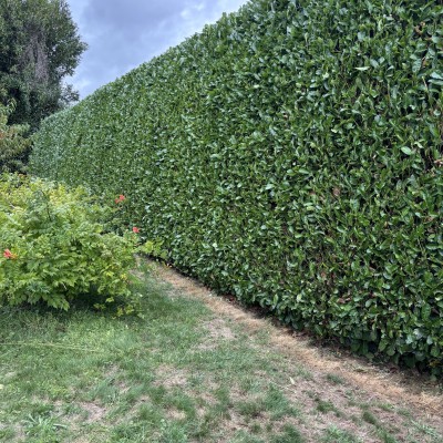 Entretien de jardin 5