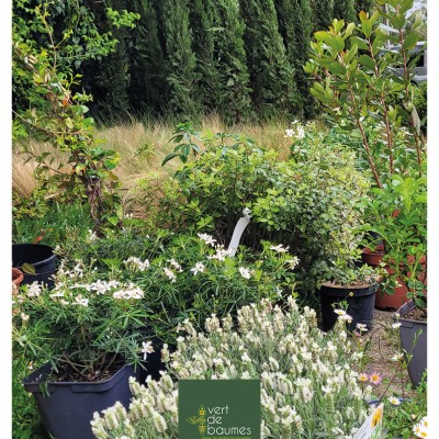 Dernière réalisation Vert de baumes