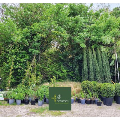 Dernière réalisation Vert de baumes