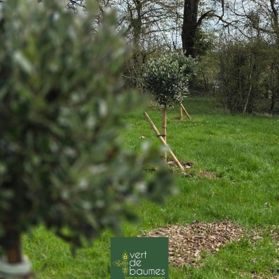 Dernière réalisation Vert de baumes
