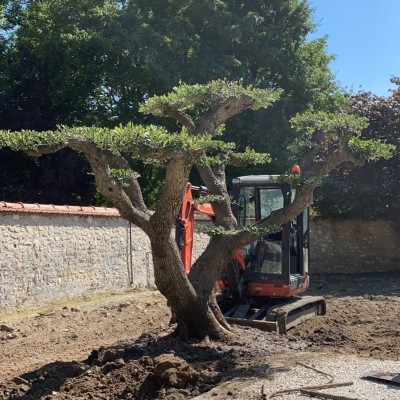 Vente et livraison de végétaux d'exception 5