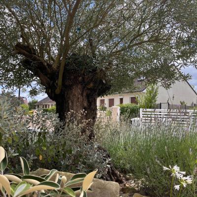 Vente et livraison de végétaux d'exception 1