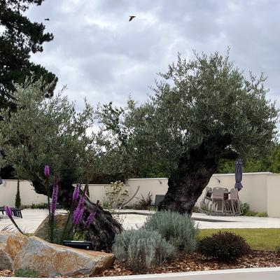 Vente et livraison de végétaux d'exception 2