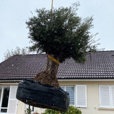 Vente et livraison de végétaux d'exception 3