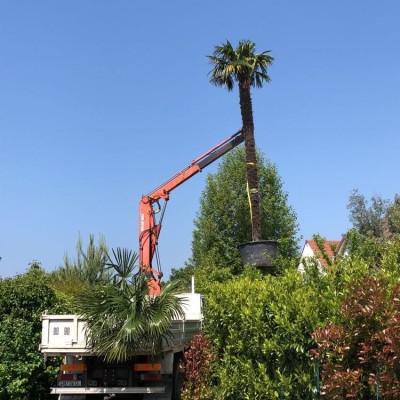 Vente et livraison de végétaux d'exception 4