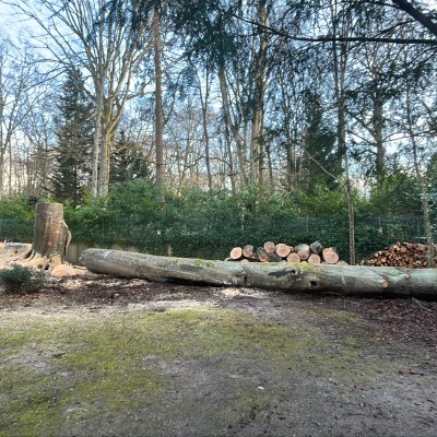 Travaux arboricoles 4