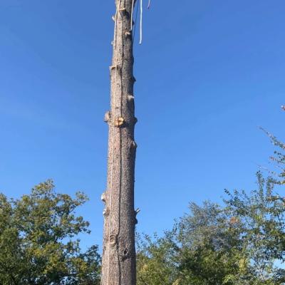 Travaux arboricoles 2