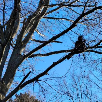 Travaux arboricoles 1