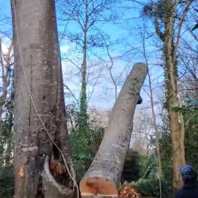 Travaux arboricoles 3