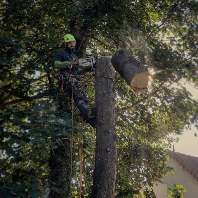 Travaux arboricoles 5