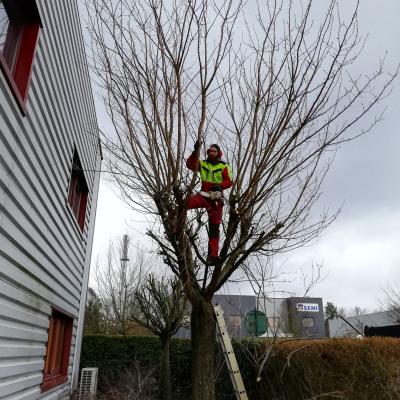 Élagage d'arbres 2