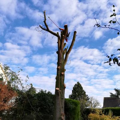 Élagage d'arbres 1