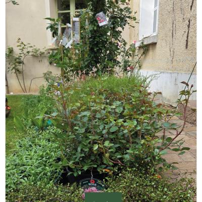 Dernière réalisation Vert de baumes